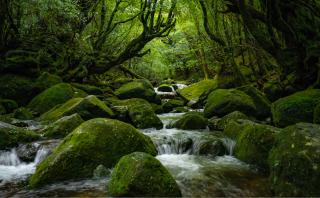 I Yakushima