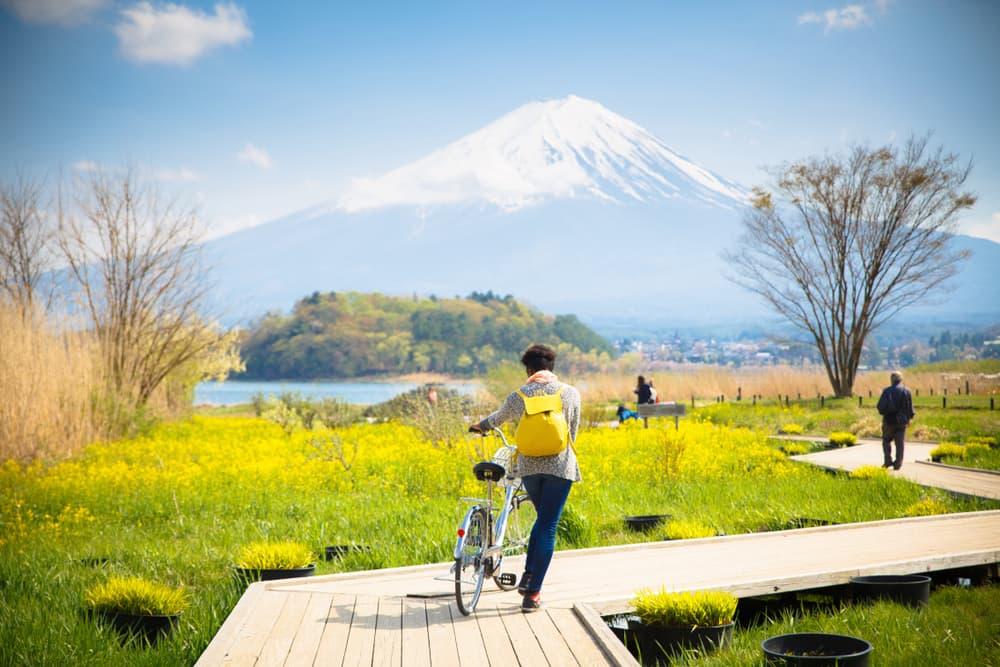 Fuji-berget med snö och blomsterträdgård längs träbron vid Kawaguchiko-sjön i Japan