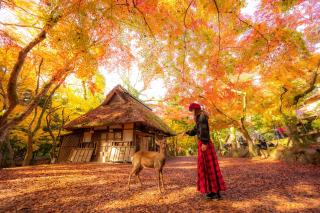 Hösten i Nara Park