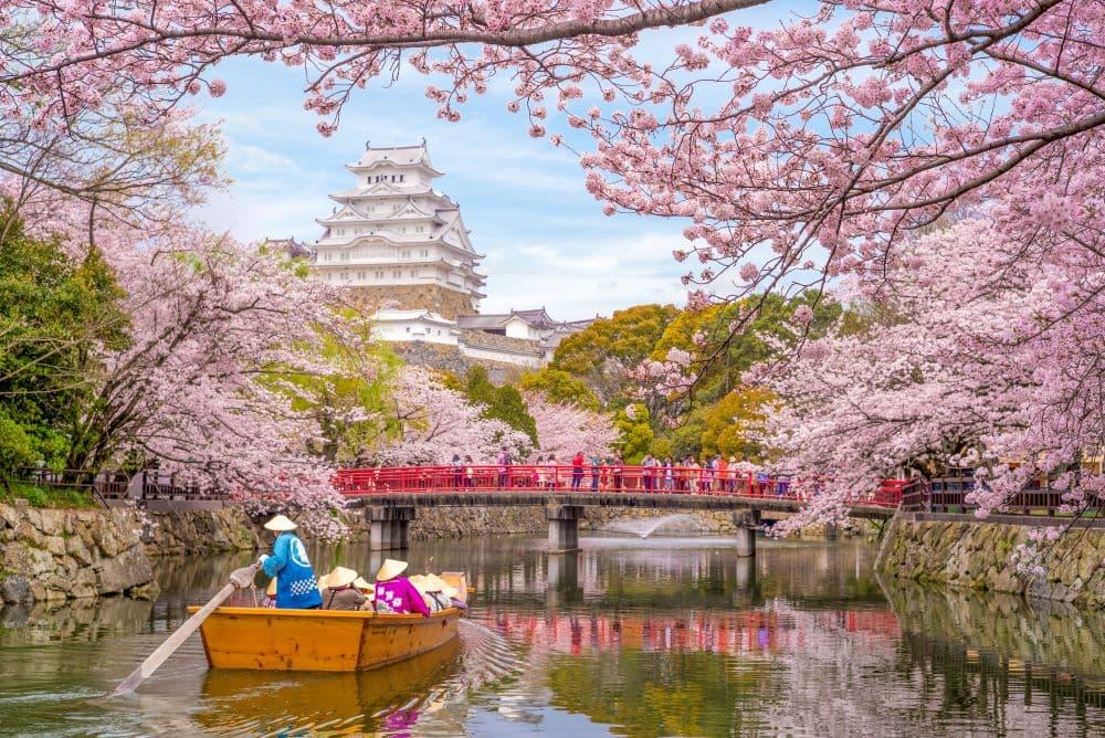 Japan Himeji slott , White Heron Castle i vacker sakura körsbärsblomning säsong
