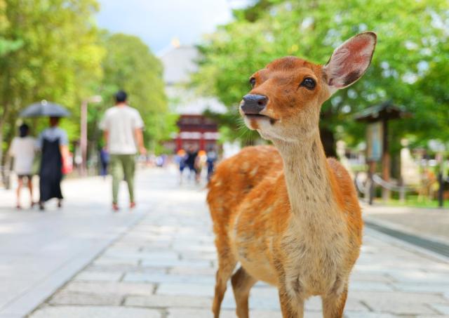 Hjortar i Nara Park