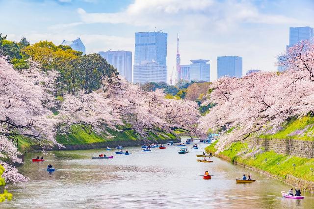 Tokyo under körsbärsblomningen, Japan