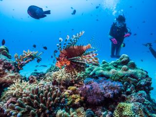 Snorkelling