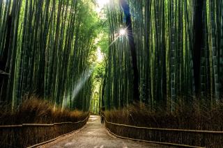 Arashiyama bambulund, Kyoto