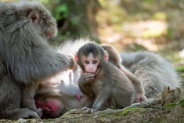 Apfamilj i Iwatayama Monkey Park, Kyoto
