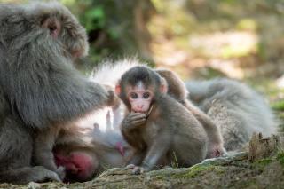 Apfamilj i Iwatayama Monkey Park, Kyoto