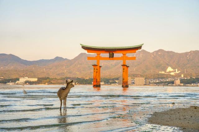 Flytande torii med hjortar, ön Miyajima