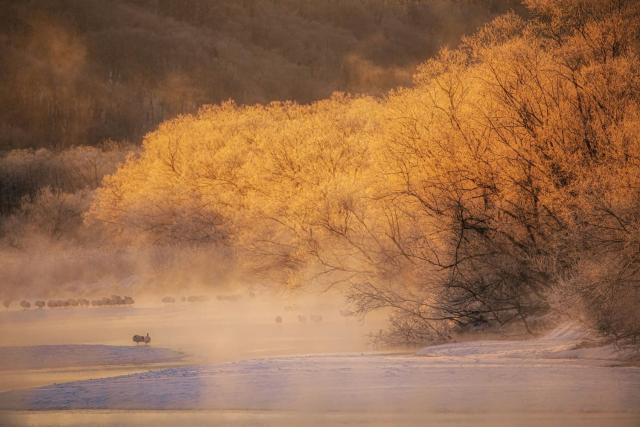 Vintermorgonscen i Hokkaido