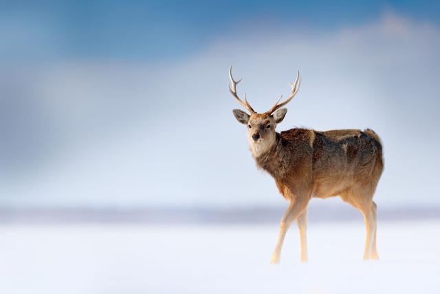 Vilda hjortar i Shiretoko nationalpark