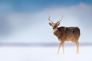 Vilda hjortar i Shiretoko nationalpark