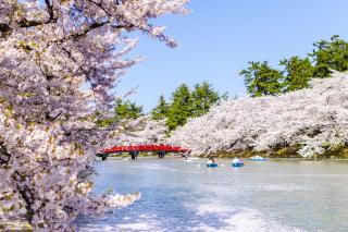 Körsbärsblommor vid Hirosaki Castle, Aomori