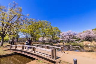 Vy över Yoyogi Park med blommande körsbärsträd