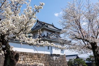 Körsbärsblom längs vallgraven vid Nijo-borgen i Kyoto, Japan
