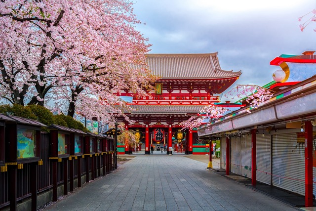 Sensō-ji-templet i Asakusa under sakura