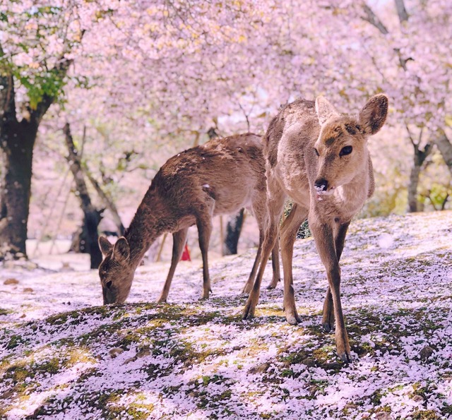 Sakura i Nara Park