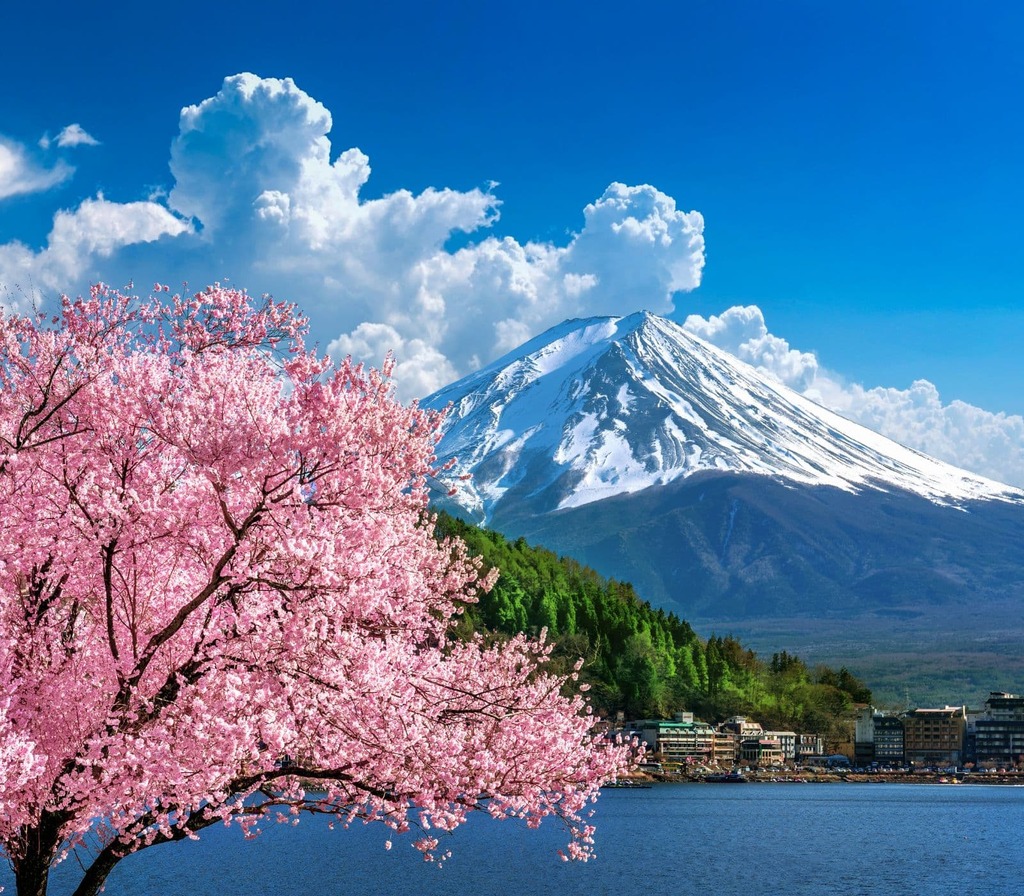 Mount Fuji, körsbärsblommor, vår
