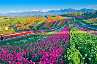 Böljande blomsterkullar i Furano, Hokkaido