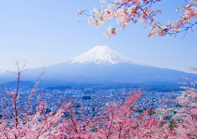 Fuji-berget med körsbärsblommor på våren