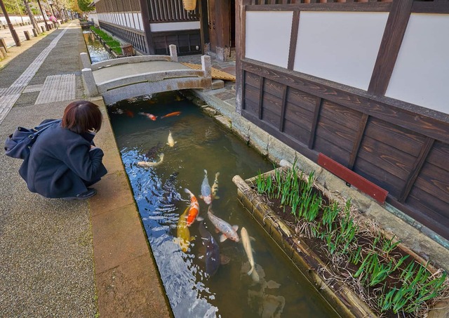 Karp på Tonomachi Street, Tsuwano
