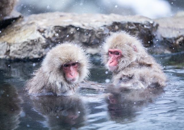 Snöapor badar i varma källor vid Jigokudani Park, Shibu Onsen