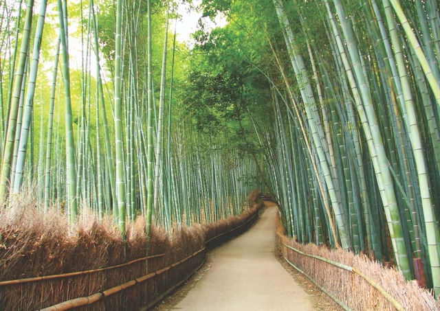 Arashiyama, Kyotos bambuskog 