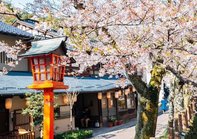 Kinosaki Onsen by med körsbärsblommor på framsidan