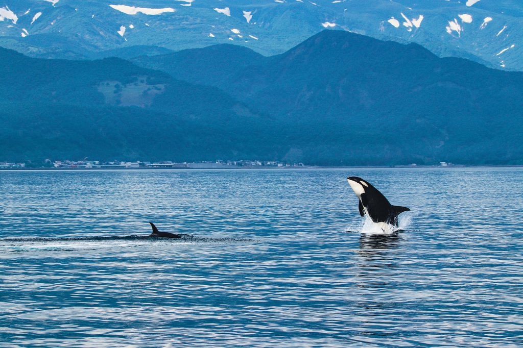 Späckhuggare, Shiretoko