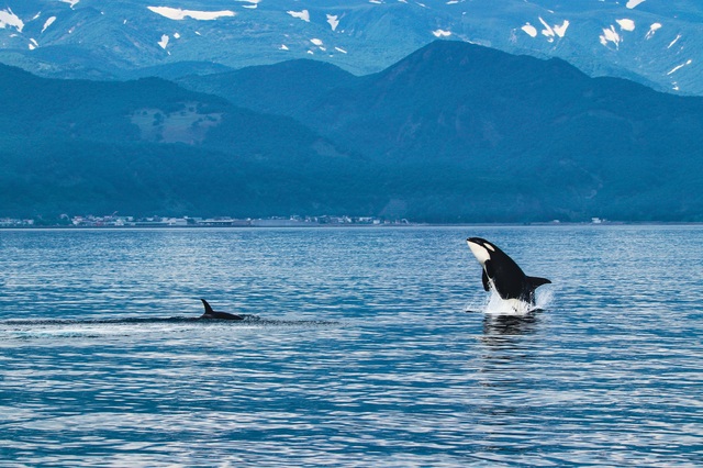 Späckhuggare, Shiretoko