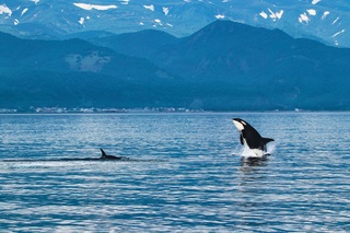 Späckhuggare, Shiretoko