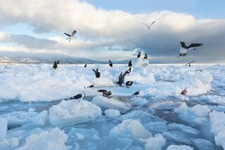 Fiskmåsar på drivis