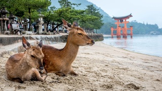 TTvå renar sitter på kusten vid Miyajima 