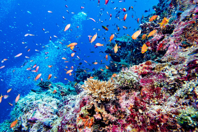 Maldivernas korallrev