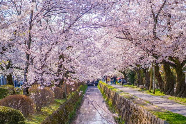 Filosofernas stig i vårtid, Kyoto