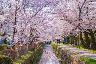 Filosofernas stig i vårtid, Kyoto