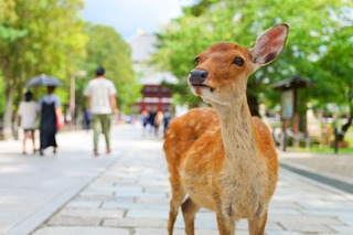 Vänliga hjortar i Nara