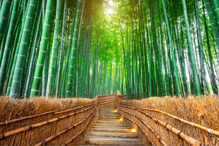 Bambuskog, Arashiyama