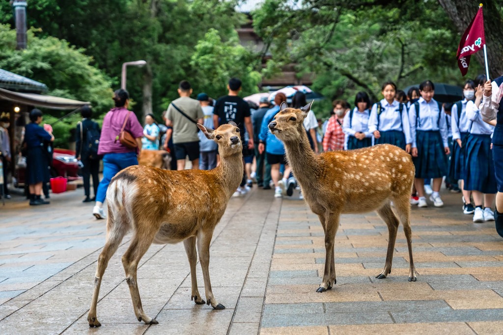 Sikahjort vid Nara Park i Japan