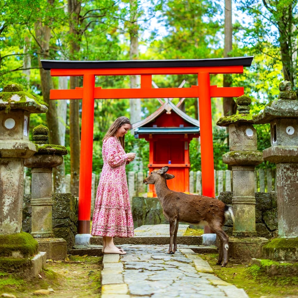 Turist matar en vuxen sikahjort i Nara Park, Japan, med en röd torii-port i bakgrunden
