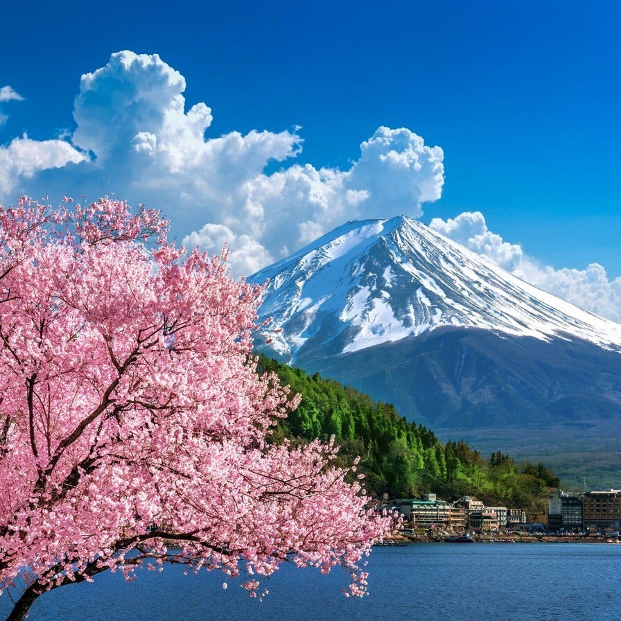 Mount Fuji, körsbärsblommor, vår