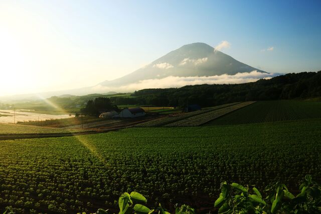 Mt. Yotei på sommaren, Niseko