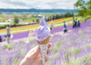 Hokkaidoglass vid Furanos blomsterfält