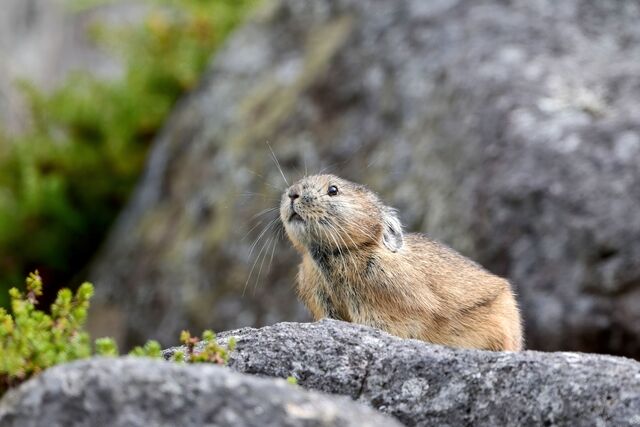 Pika kanin, 