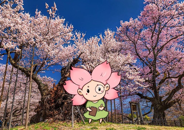 Mono-chan framför det gamla körsbärsträdet Jindai Zakura i Yamanashi, Japan. 